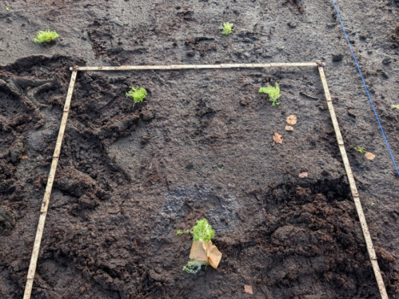 Pflanzquadrate mit einzelnen Torfmoospflanzen